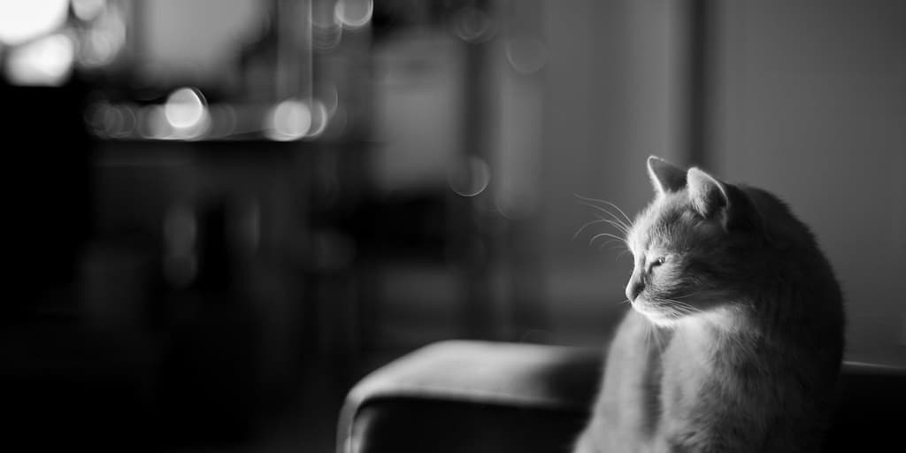 Revuenon 55mm f/1.2 heritage lens body