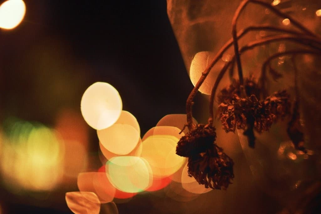 Nikon Nikkor / Nikon 55mm f1.2 heritage sample 2