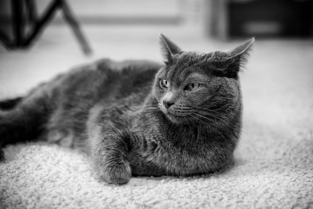 Minolta Rokkor-X 50mm f1.4 heritage sample 2