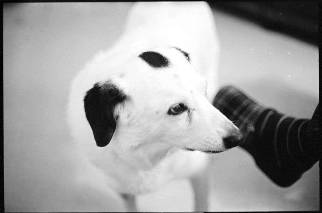 Minolta Rokkor-X 50mm f1.4 heritage sample 4