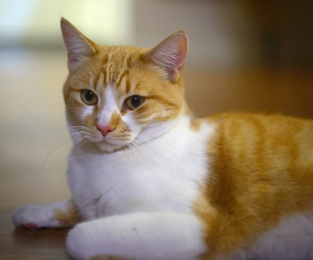 Nikon Nikkor / Nikon 50mm f1.4 heritage sample 3