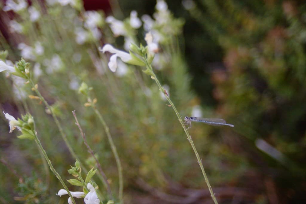 Canon 28mm f2.8 heritage sample 3