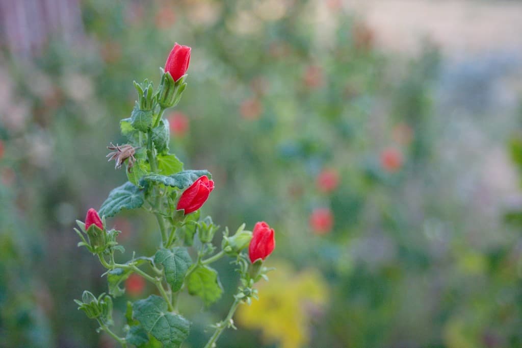Canon 28mm f2.8 heritage sample 1