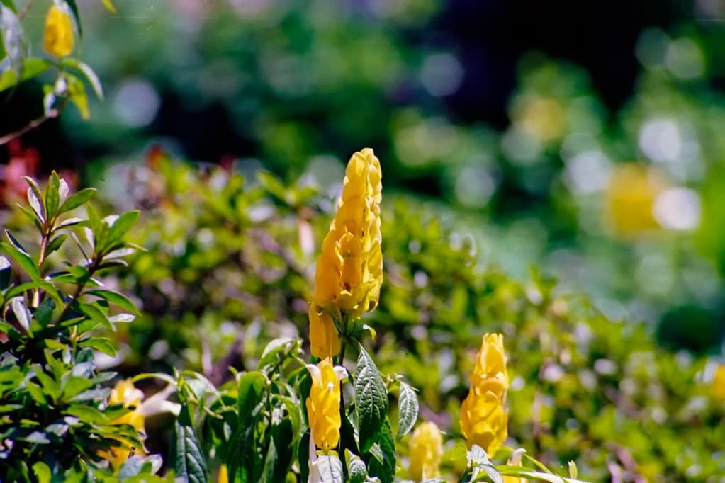 Canon 50mm f1.8 heritage sample 3