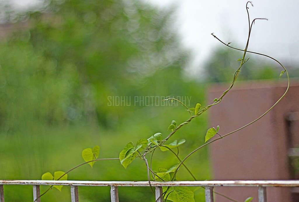 Canon 50mm f1.8 heritage sample 5