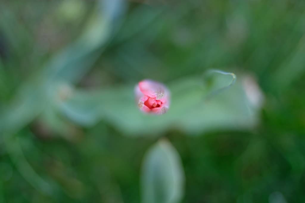 Canon 50mm f1.8 heritage sample 6