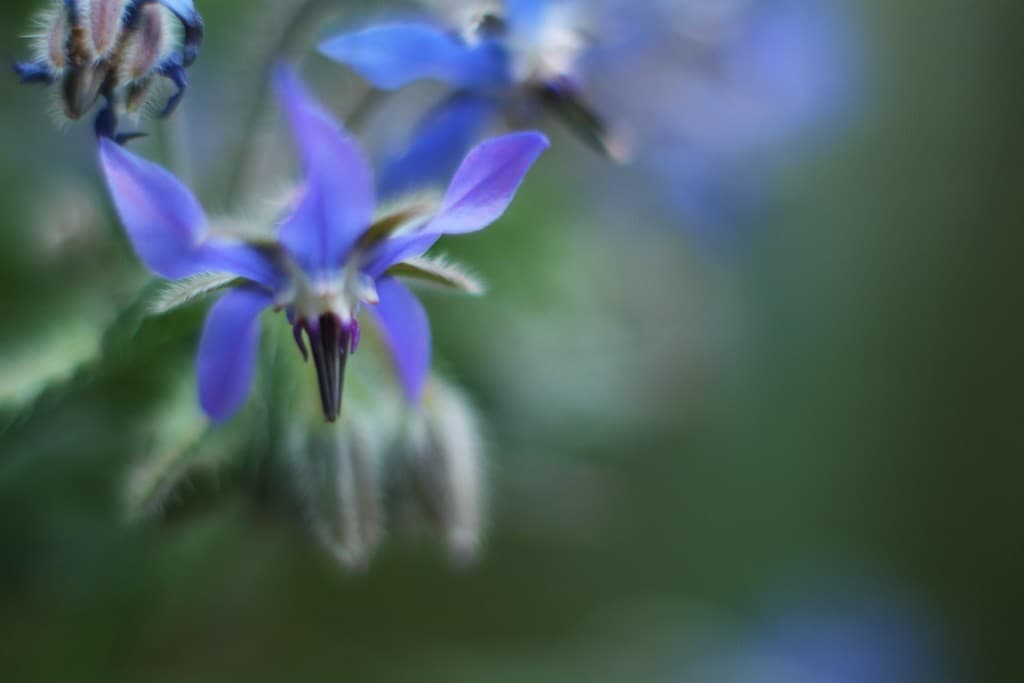 Carl Zeiss Pancolar 50mm f1.4 heritage sample 4