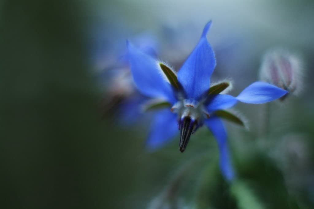 Carl Zeiss Pancolar 50mm f1.4 heritage sample 2