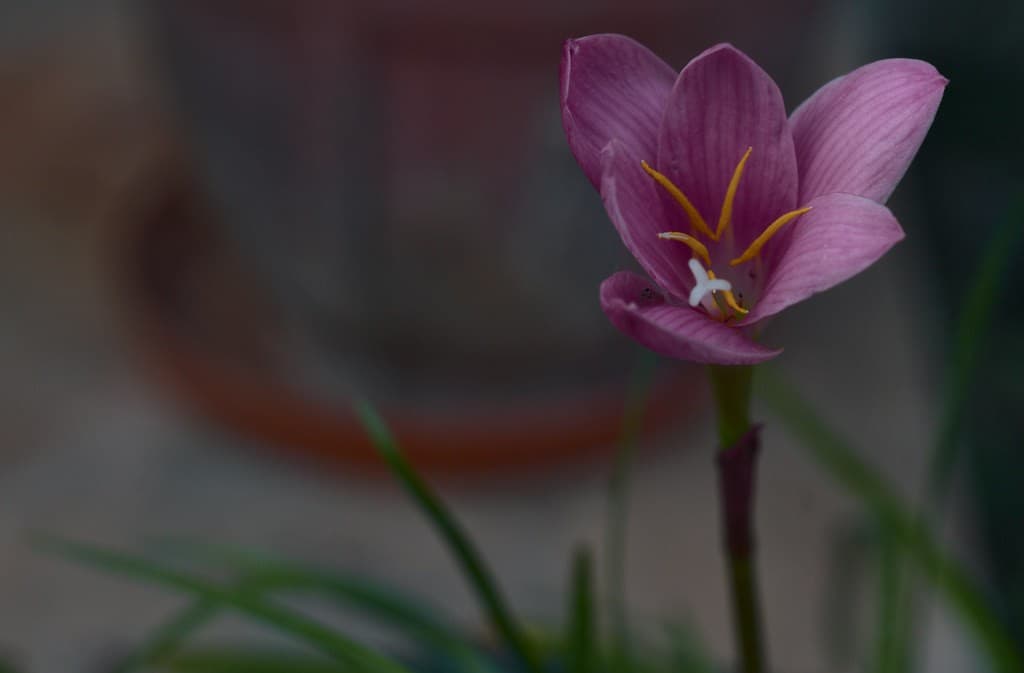 Carl Zeiss Pancolar 50mm f1.8 heritage sample 4