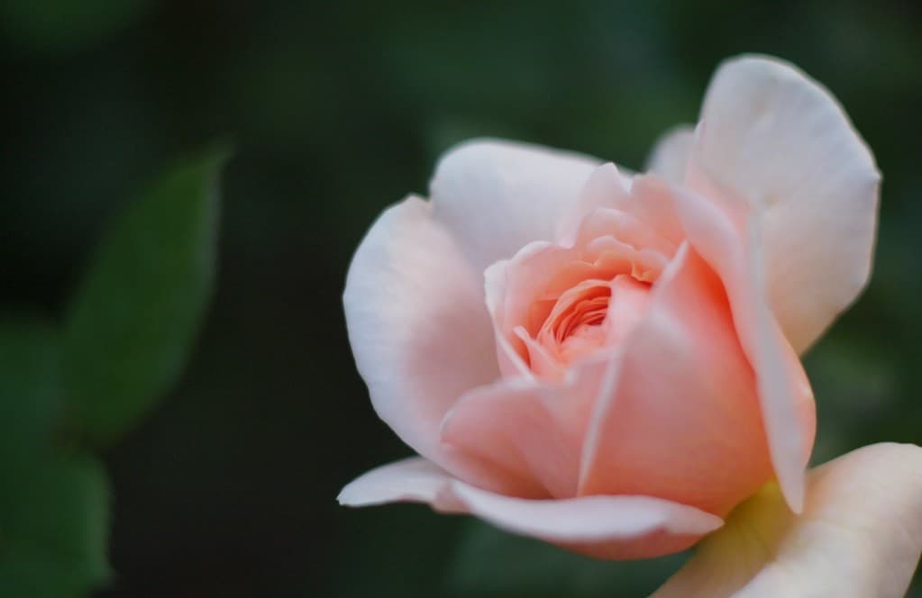 Carl Zeiss Pancolar 50mm f1.8 heritage sample 2