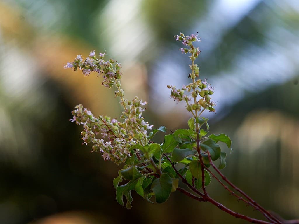 Carl Zeiss Sonnar 135mm f3.5 heritage sample 1
