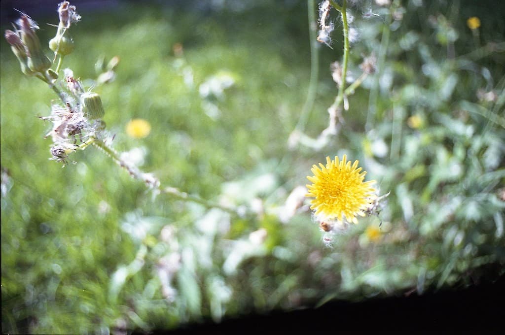 Minolta 58mm f1.4 heritage sample 3