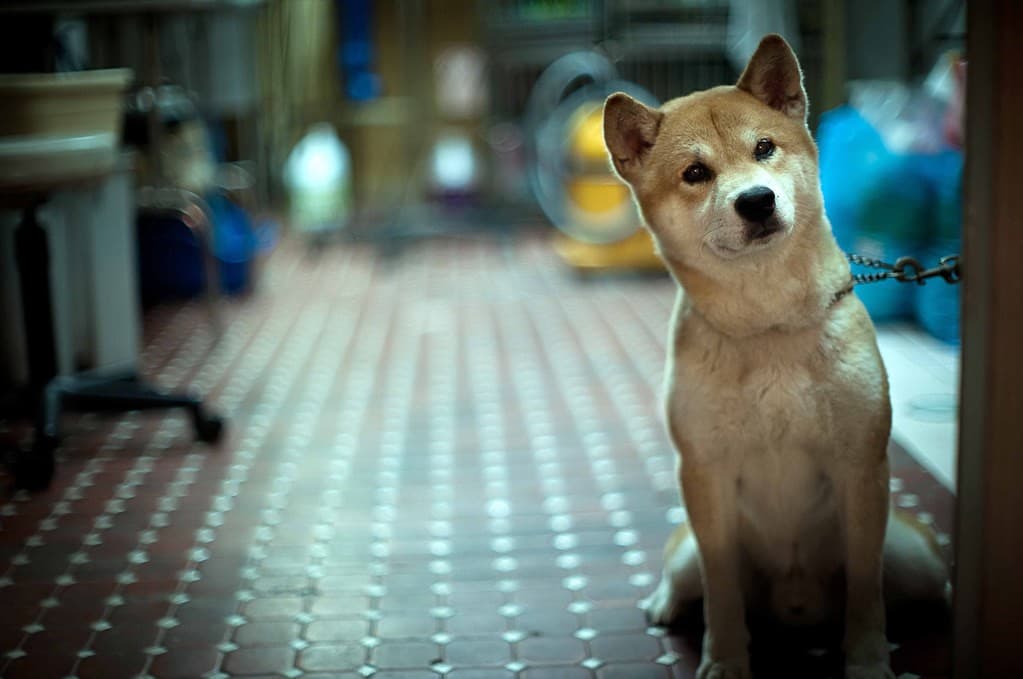Nikkor _ Nikon 55mm f1.2 heritage lens body