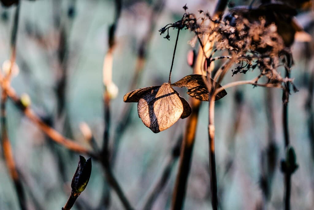 Carl Zeiss Tessar heritage sample 1