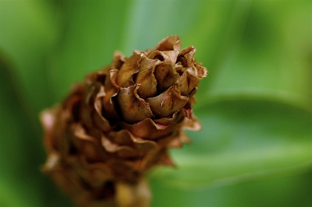 Nikon Nikon 135mm f3.5 heritage sample 1