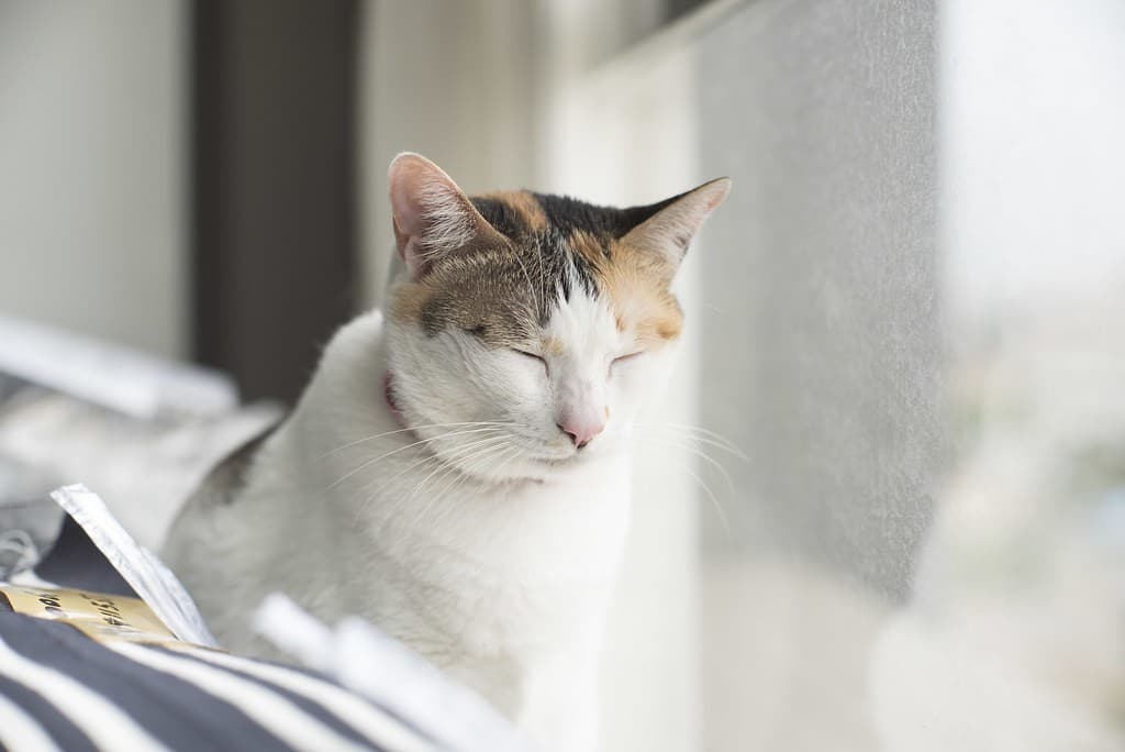 Canon Canon 58mm f1.2 heritage sample 4