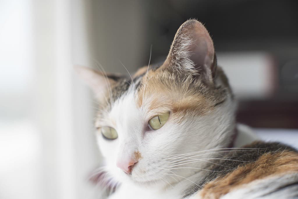 Canon Canon 58mm f1.2 heritage sample 2