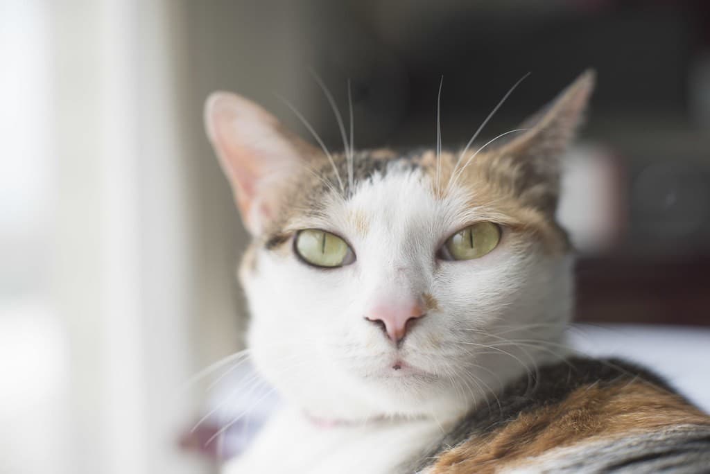 Canon Canon 58mm f1.2 heritage sample 3