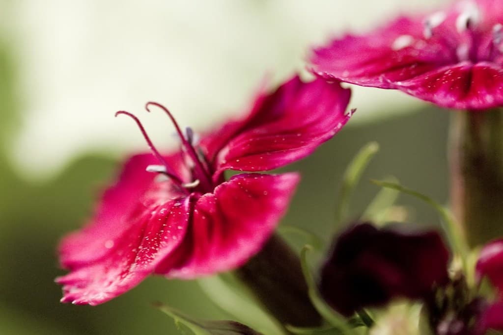 Nikon Nikon 70-210mm f4 heritage sample 3