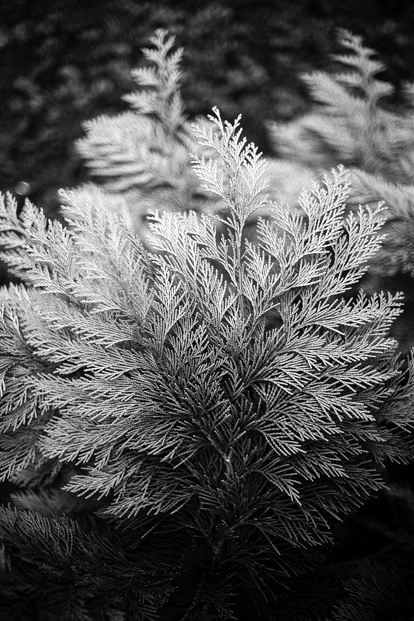 Minolta MD heritage sample 1