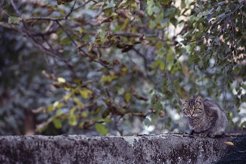 Minolta MD heritage sample 4