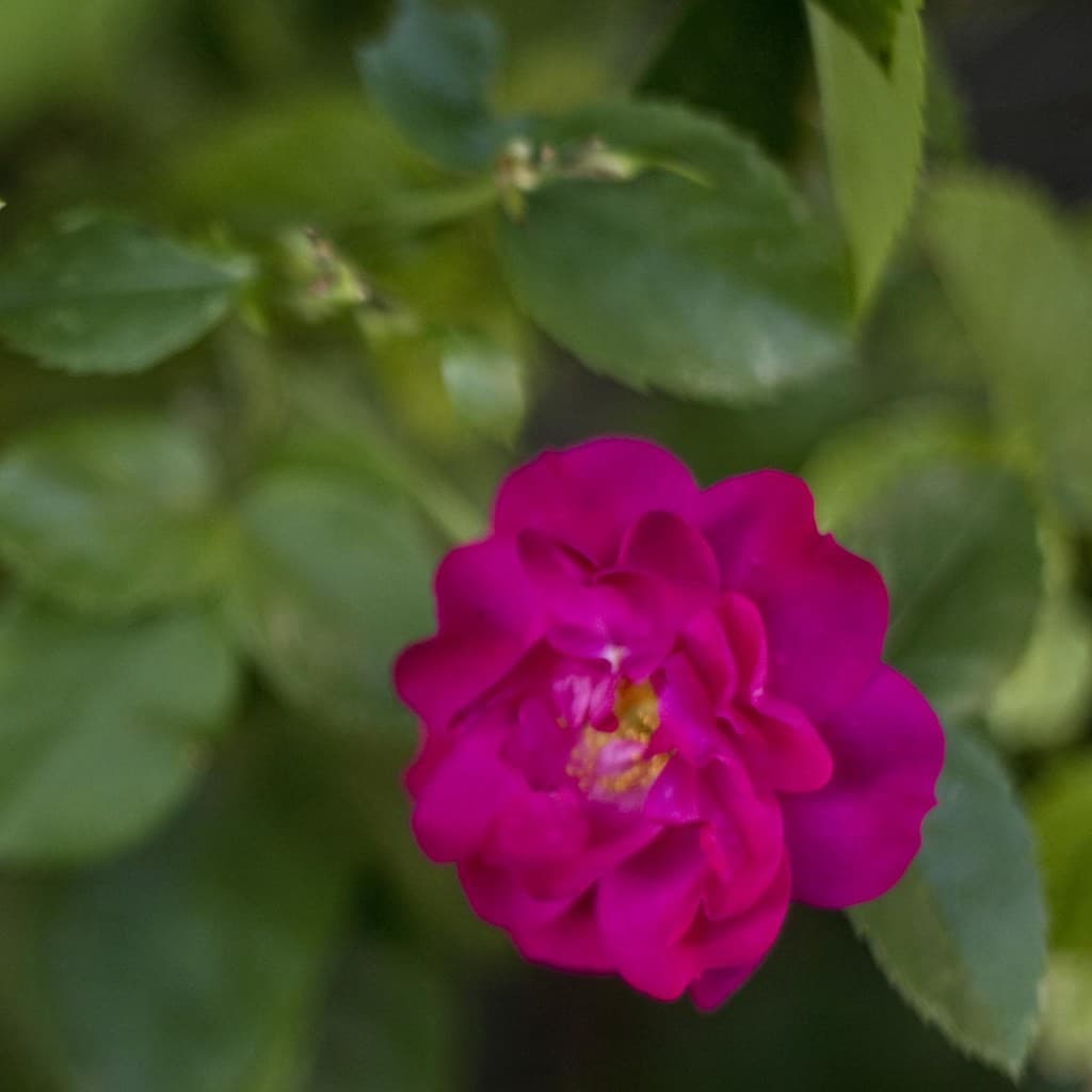 Nikon 50mm f/1.4 AI-S heritage sample 5