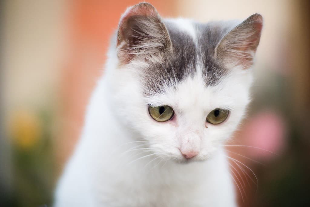 Nikon 50mm f/1.4 AI-S heritage sample 2