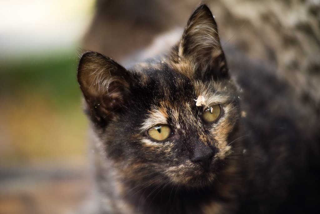 Nikon 50mm f/1.4 AI-S heritage sample 4