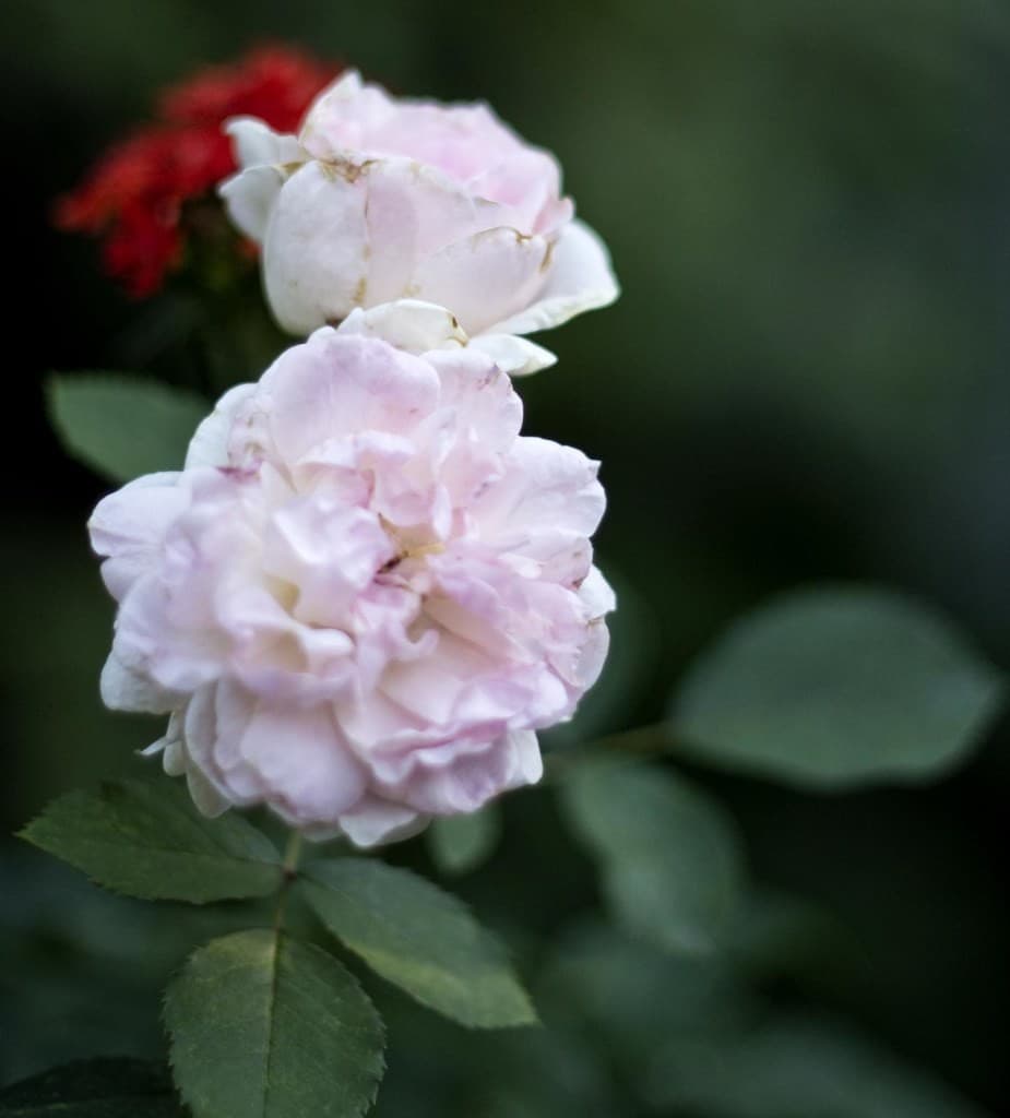 Nikon 50mm f/1.4 AI-S heritage sample 3