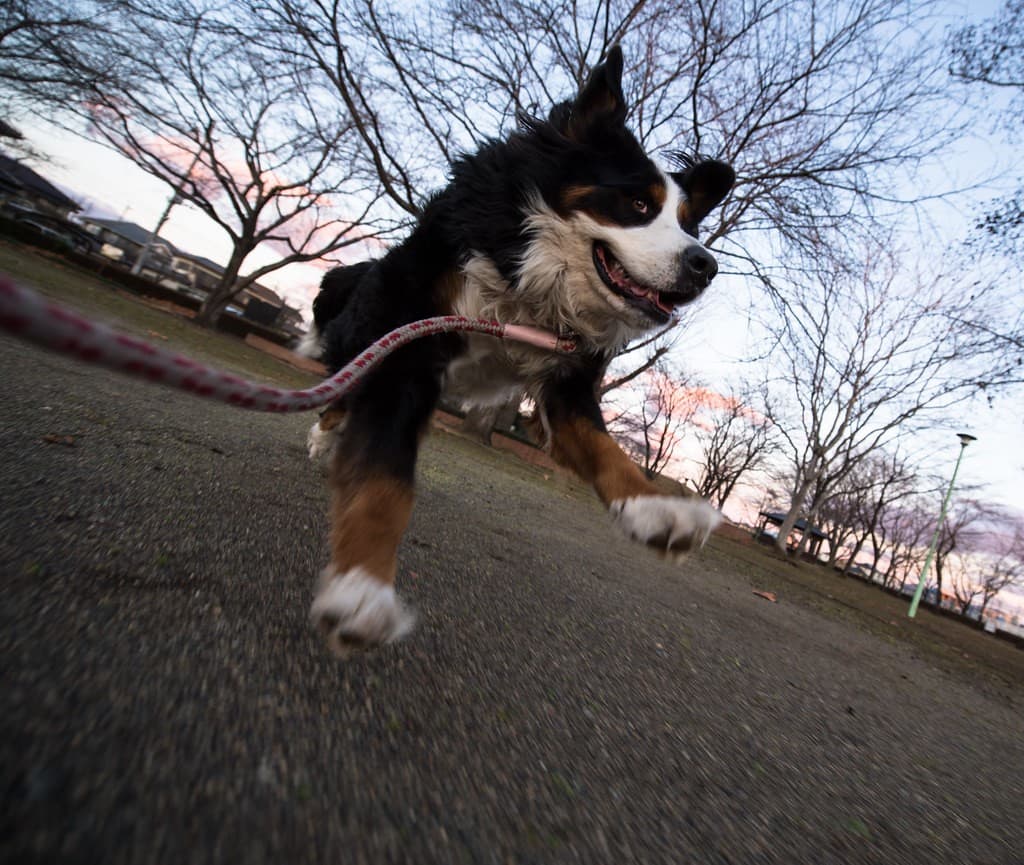Nikon 24mm f/2.8 AI-S heritage sample 4
