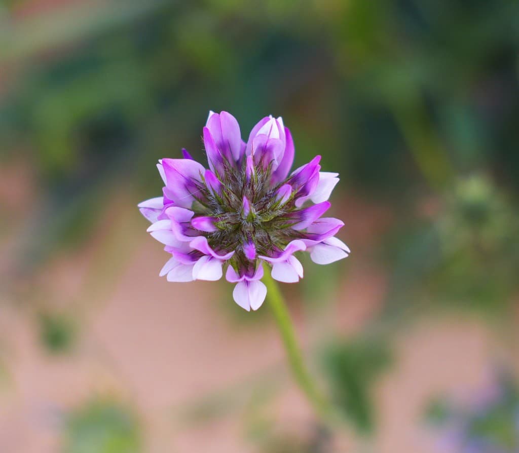 Pentax (Takumar) Takumar 7 Elements heritage sample 1