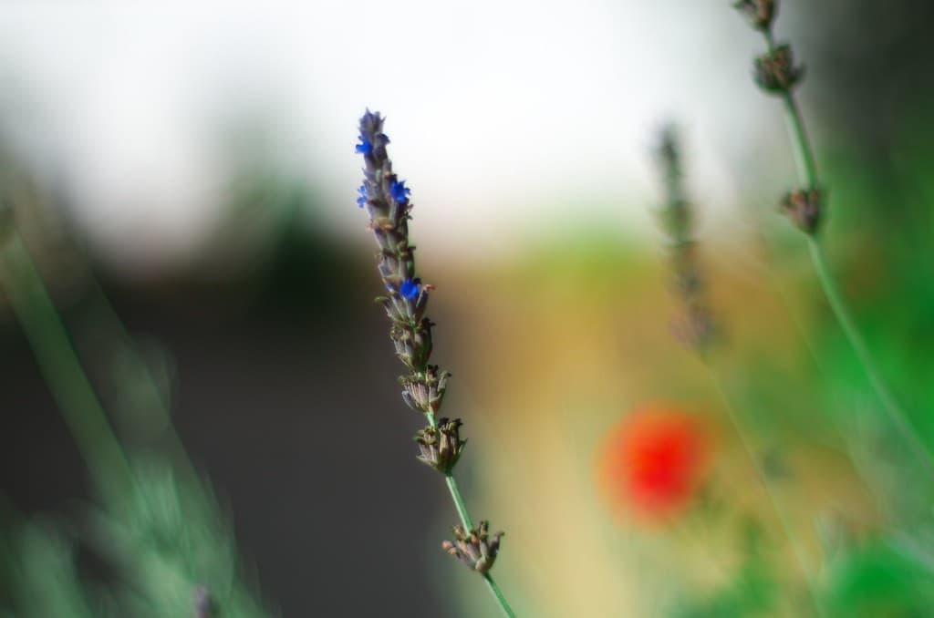Revuenon Revuenon 50mm f1.4 heritage sample 2