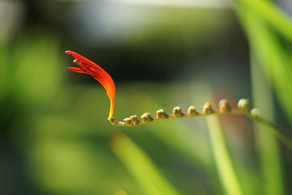 Minolta MC Rokkor-PG 58mm f/1.2 heritage sample 2