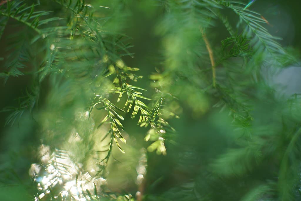 Minolta MC Rokkor-PG 58mm f/1.2 heritage sample 4