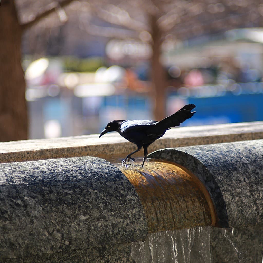 Contax / Yashica Yashica ML 135mm f2.8 heritage sample 2