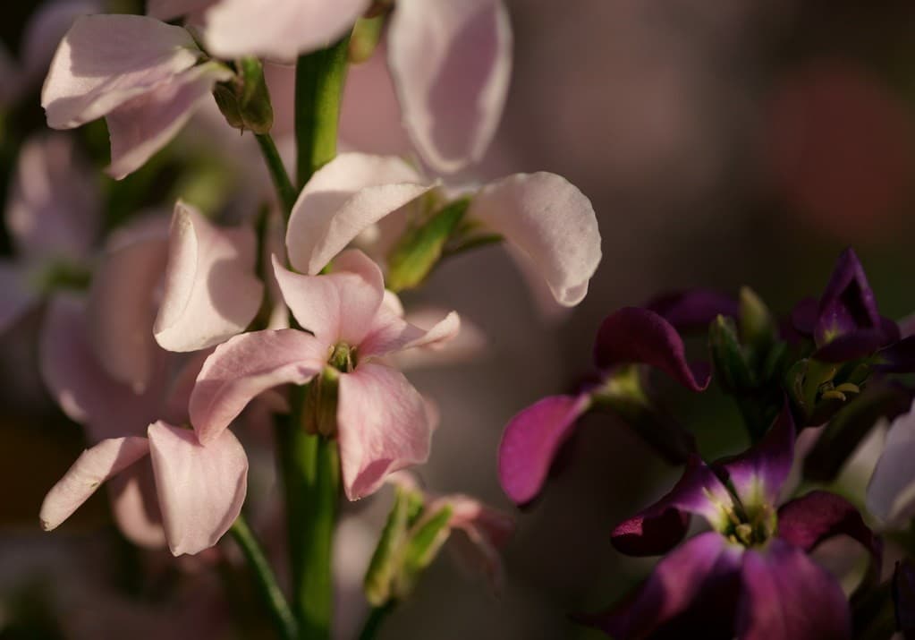 Minolta Macro heritage sample 5