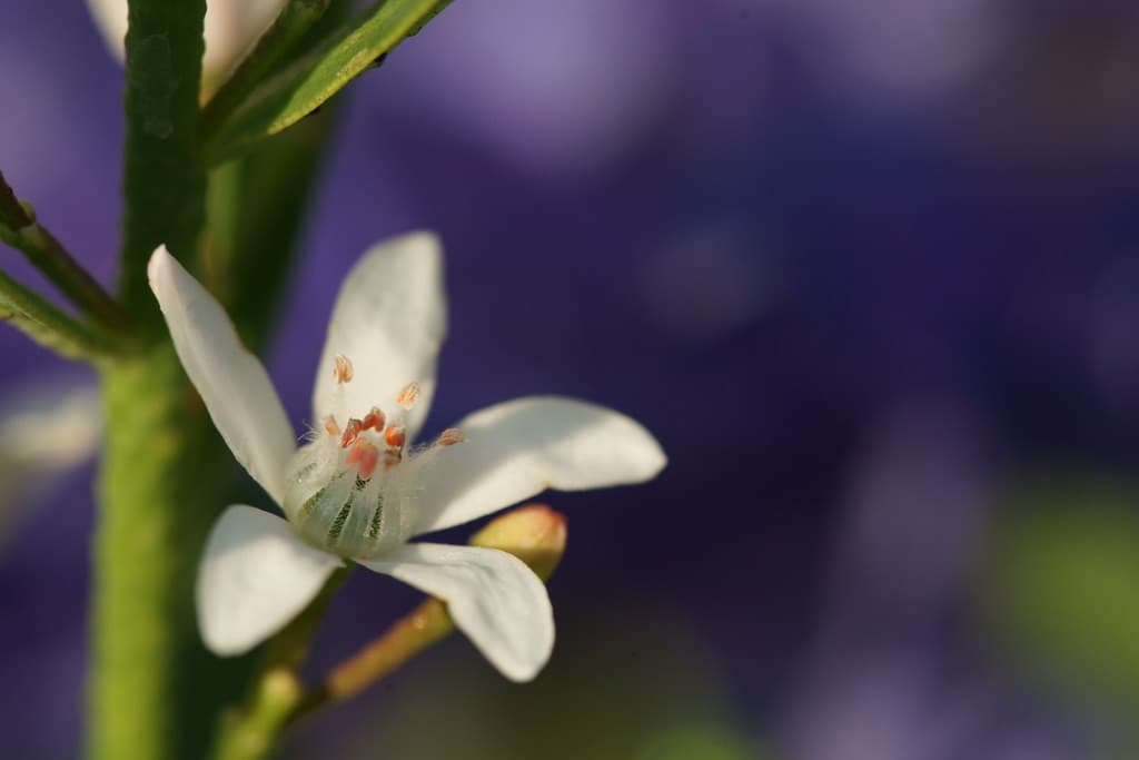 Minolta Macro heritage sample 6