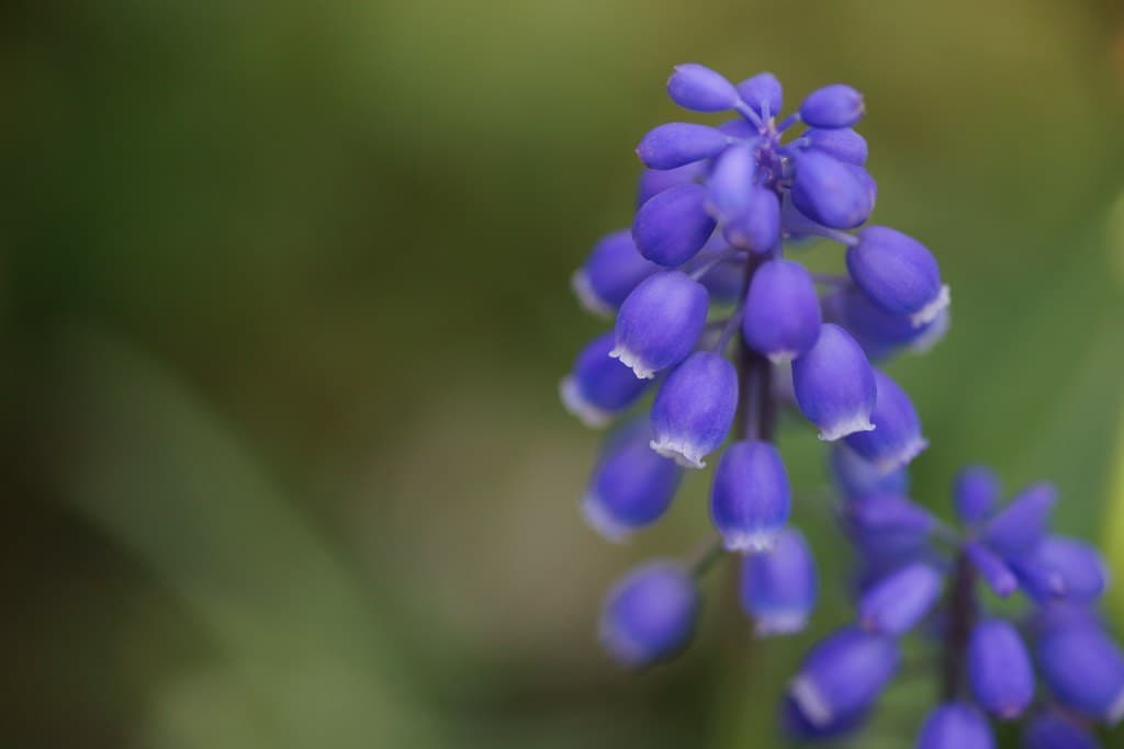 Minolta Macro heritage sample 4