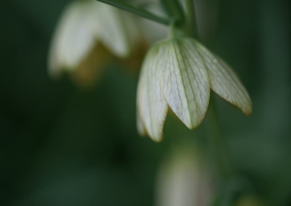 Minolta Macro heritage sample 3