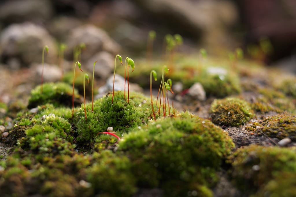 Canon Macro heritage sample 2