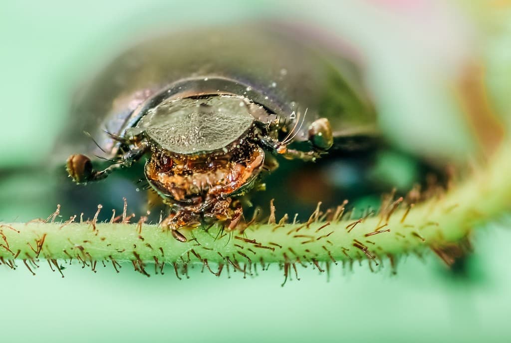 Canon Macro heritage sample 3