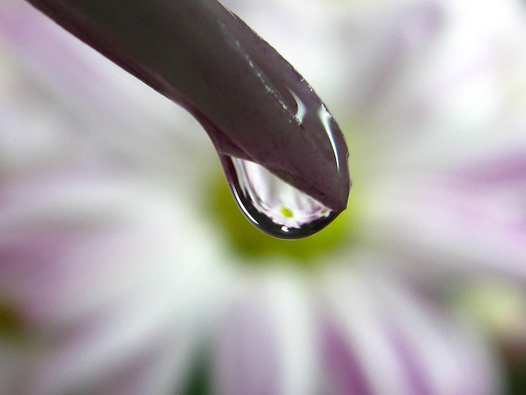 Canon Macro heritage sample 4