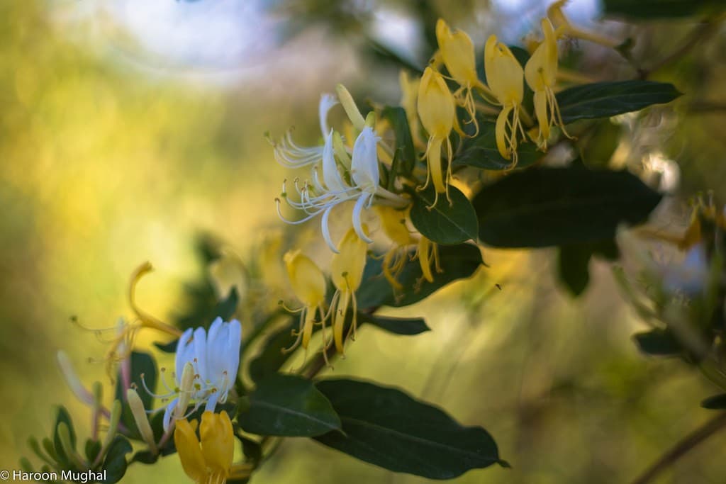 Carl Zeiss Carl Zeiss 50mm f1.8 heritage sample 1