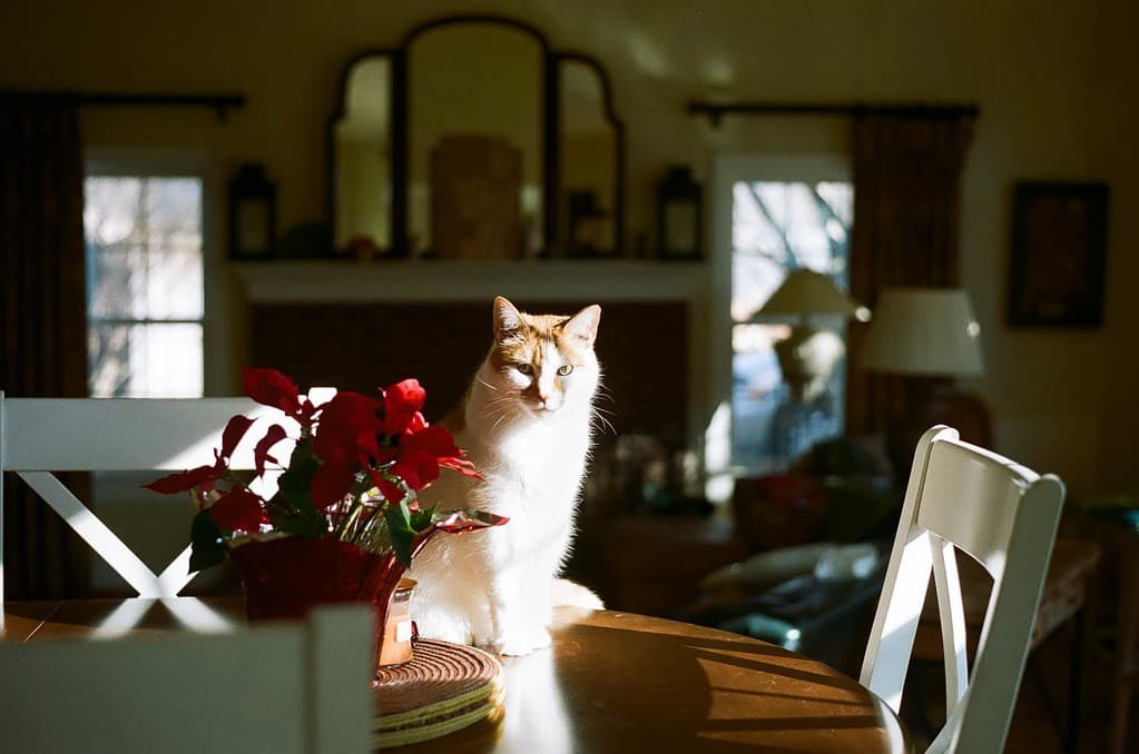 Minolta MD 35mm f/1.8 heritage lens body