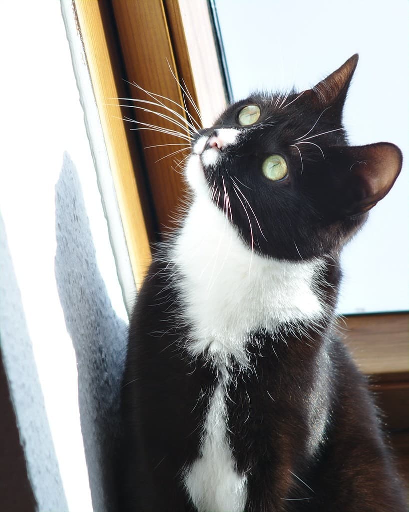 Fuji Fuji 135mm f2.8 heritage sample 1