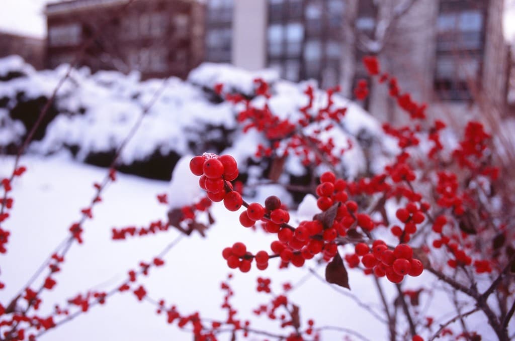 Fuji Fuji 28mm f2.8 heritage sample 2