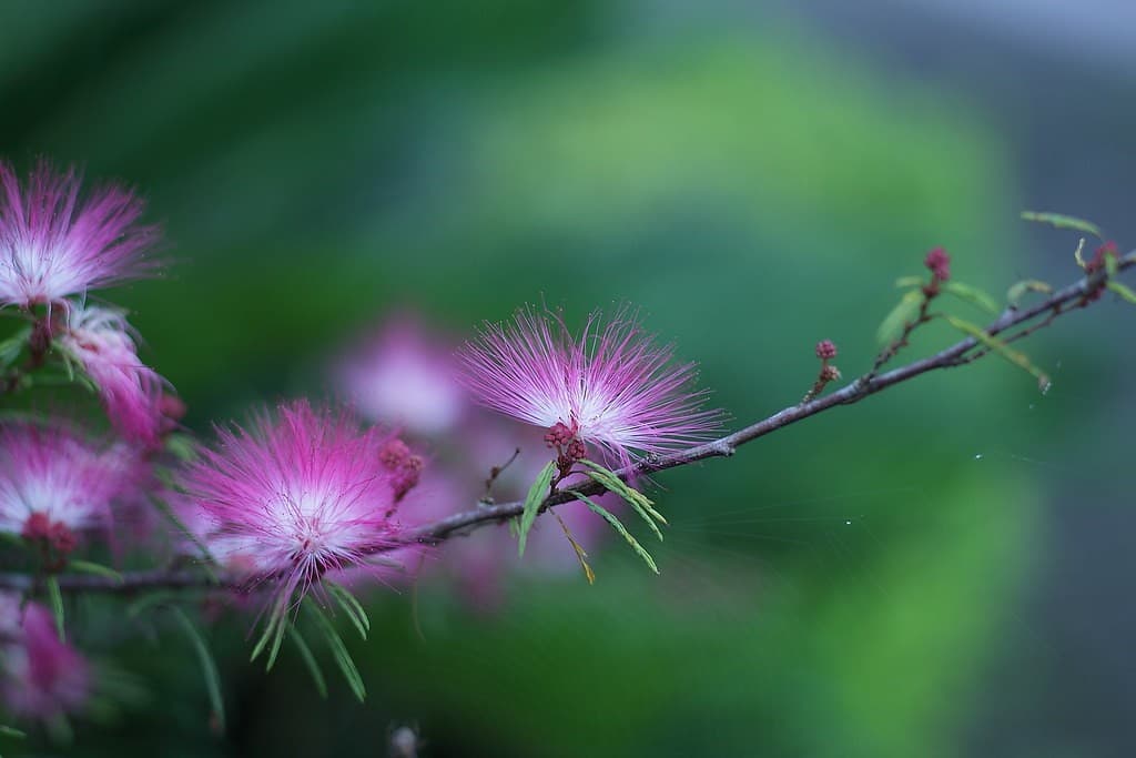 Leica Leica Elmarit-R 90mm f2.8 heritage sample 3