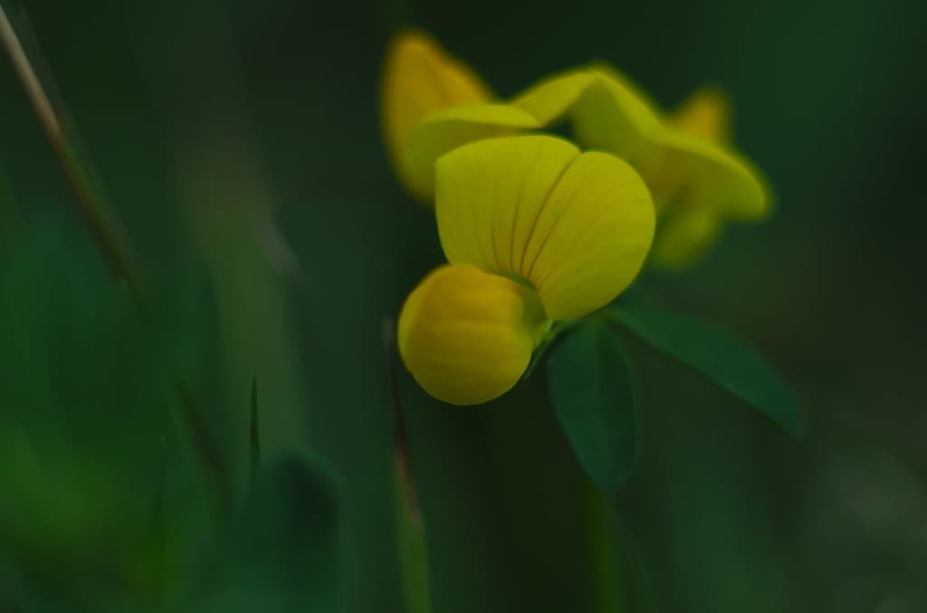 Pentax SMC Takumar 135mm f/2.5 heritage sample 3
