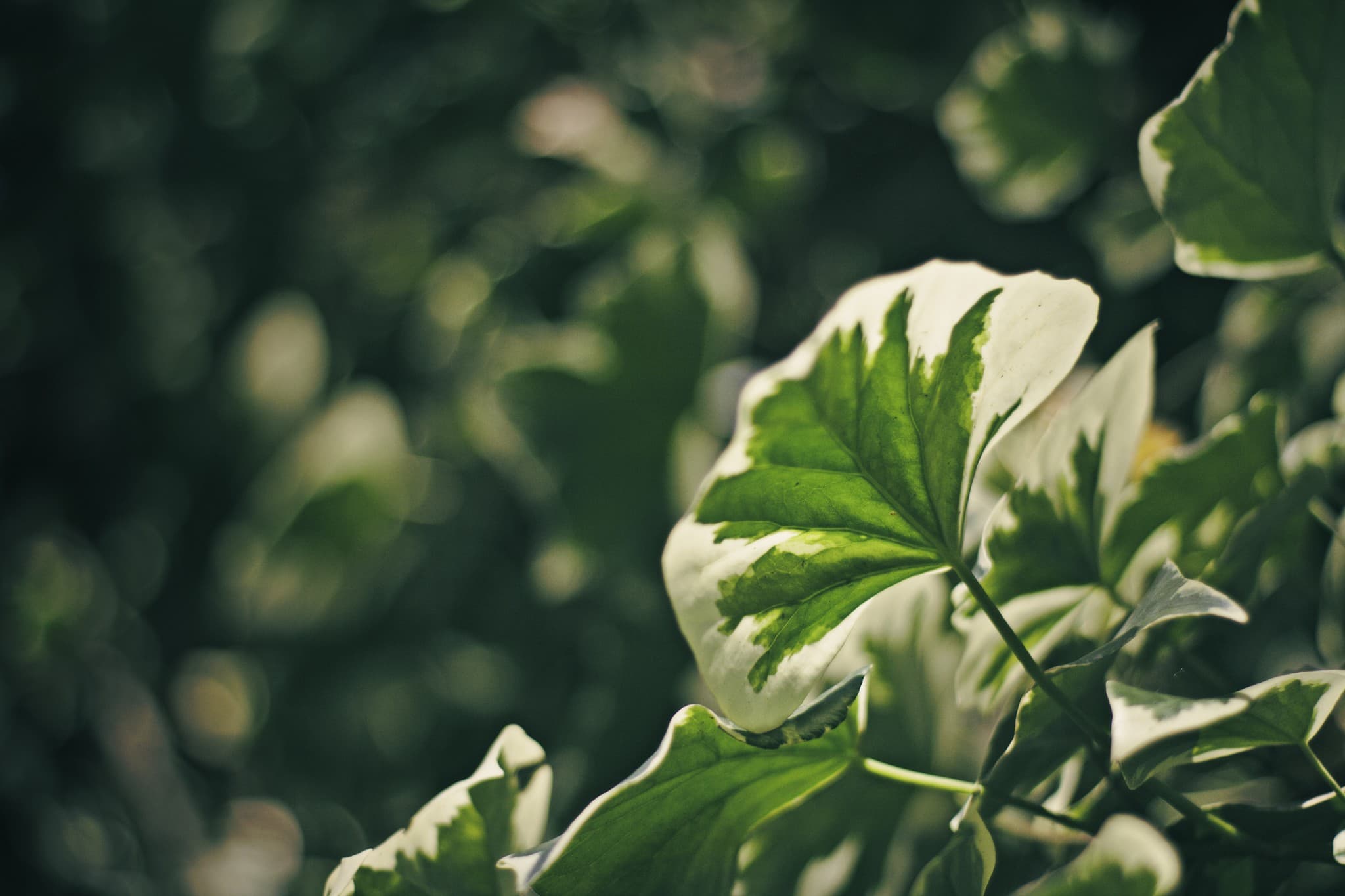 Sears Sears 50mm f1.7 heritage sample 3