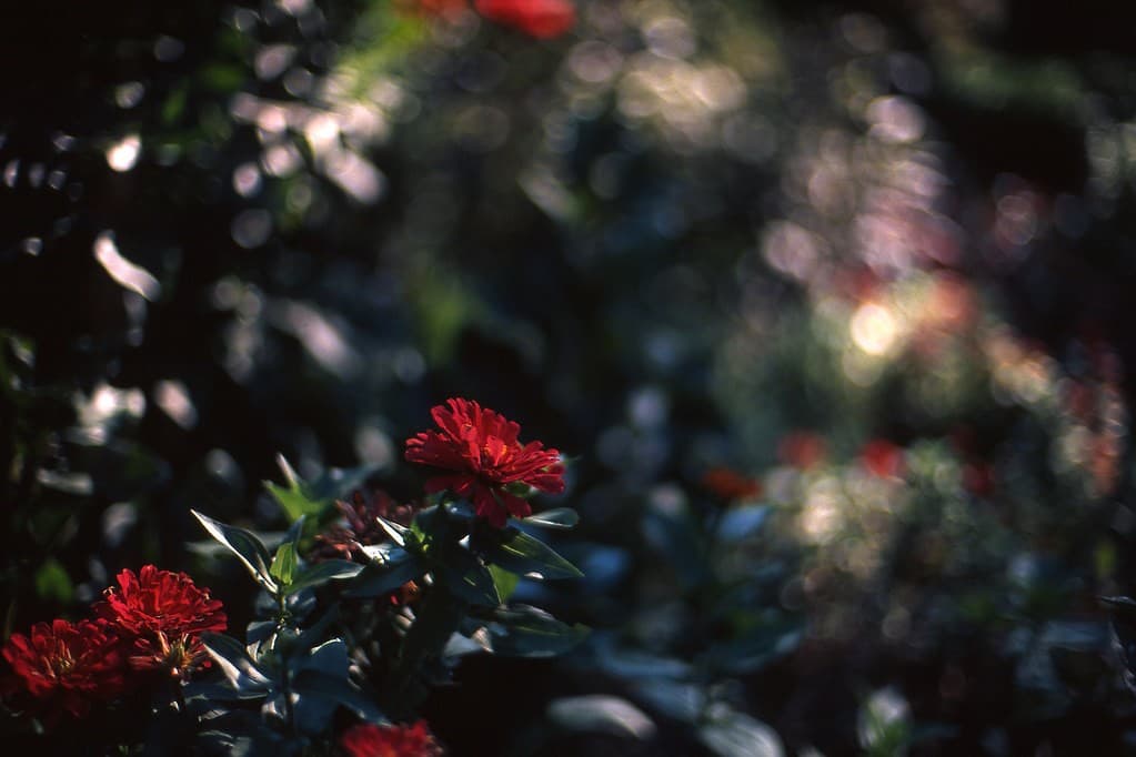 Voigtlander Voigtlander 50mm f1.1 heritage sample 1
